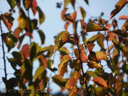 Devostock Plants Leaves Autumn Fall