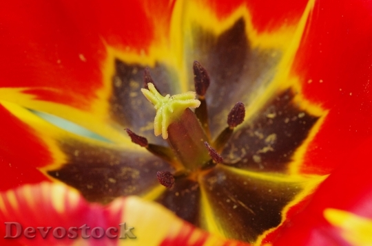 Devostock Pollen Pistil Stamp Flower