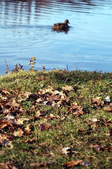 Devostock Pond Duck Leaves Autumn