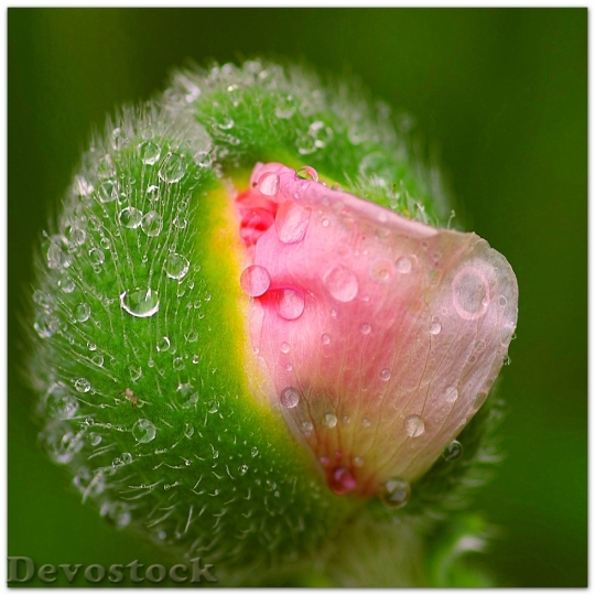 Devostock Poppy Flower Buds Jump