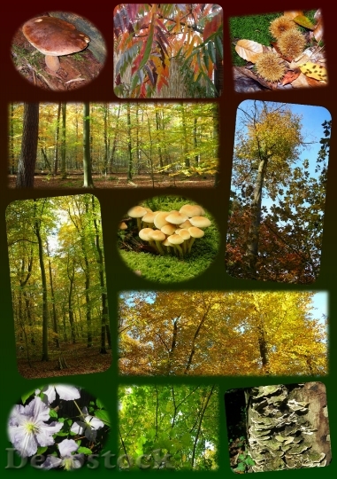 Devostock Poster Mushrooms Forest Autumn