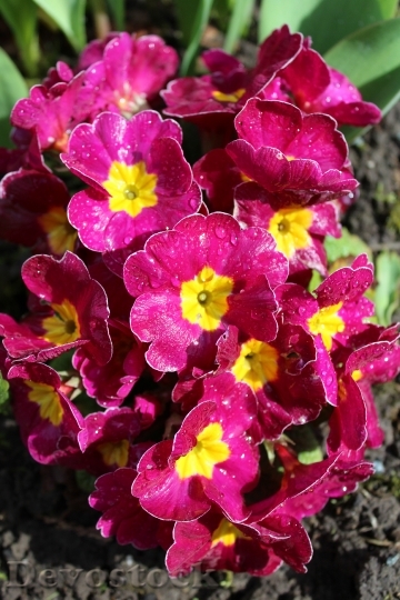 Devostock Primrose Flowers Spring Pink
