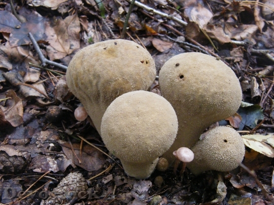 Devostock Puffballs Mushrooms Forest Autumn