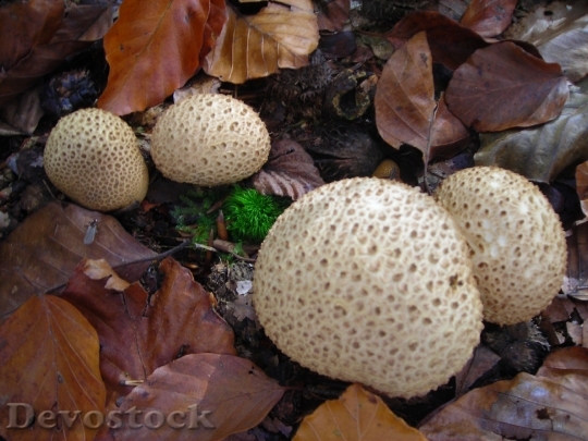 Devostock Puffballs Mushrooms Golden October