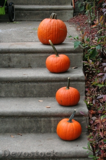 Devostock Pumpkin Steps Orange Halloween