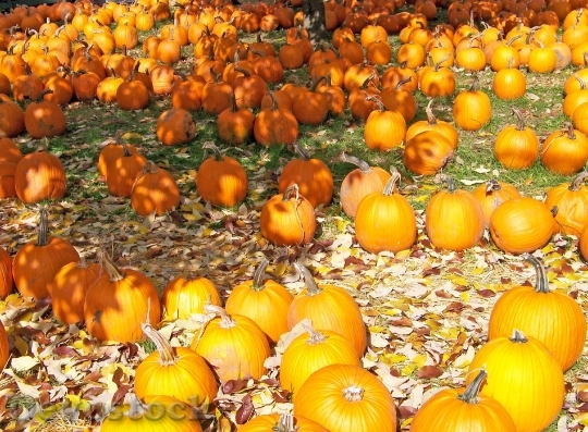 Devostock Pumpkins Autumn Fall Seasonal