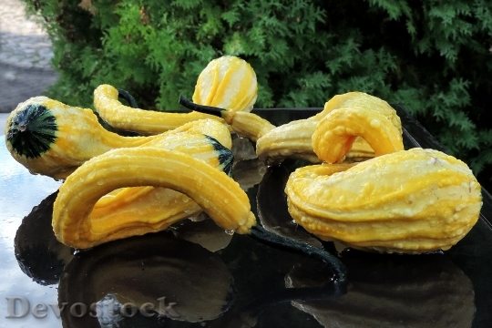 Devostock Pumpkins Yellow Drip Water
