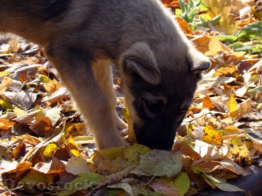Devostock Puppy Leaves Autumn Yellow 0