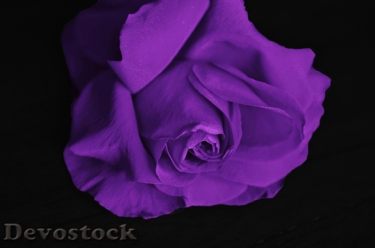 Devostock Purple Plant Flower 518