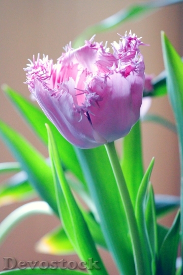 Devostock Purple Tulip
