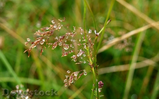 Devostock Quaking Grass Dew Dewdrop