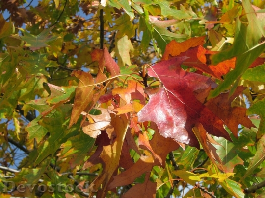 Devostock Quercus Rubra Northern Red