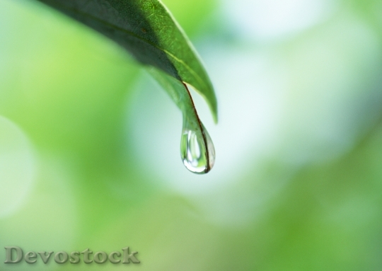 Devostock Rain Drop On Leaf