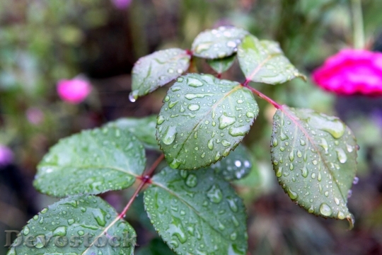 Devostock Rain Drops Plant Foliage