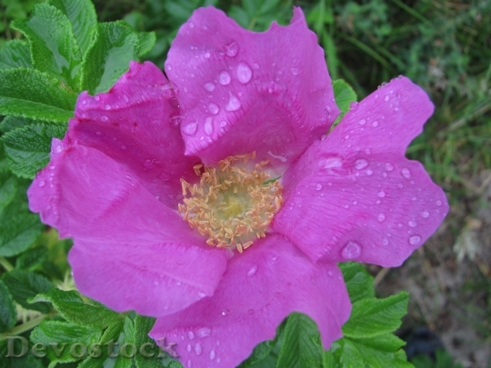 Devostock Raindrop Blossom Bloom Rose