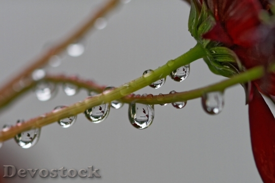 Devostock Raindrop Flower Stalk Drip