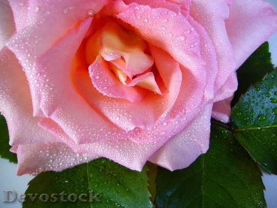 Devostock Raindrop Rose Water Drops