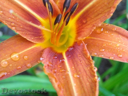 Devostock Raindrops Day Lily Plant