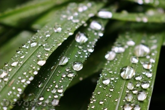 Devostock Raindrops Dew Leaves Drops