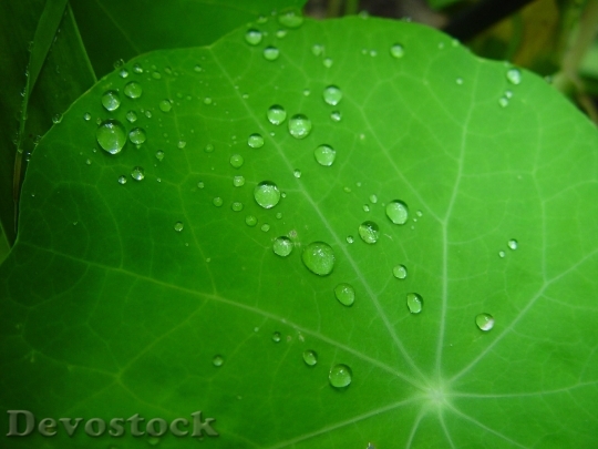 Devostock Raindrops On Nasturtium Leaves