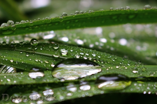 Devostock Raindrops Transparency Green Nature