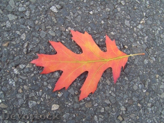 Devostock Red Autumn Leaf