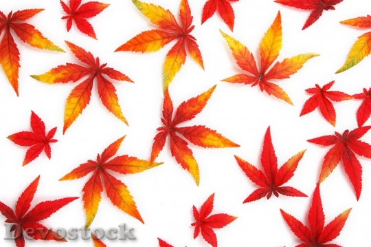 Devostock Red Autumn Leaves
