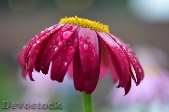 Devostock Red Daisy Flower Nature 0