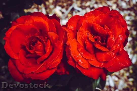 Devostock Red Flowers Petals 11651