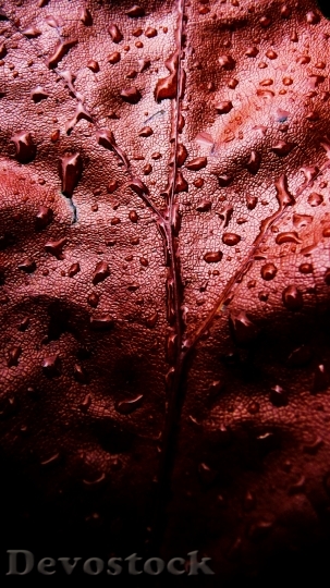 Devostock Red Leaf Water Drops