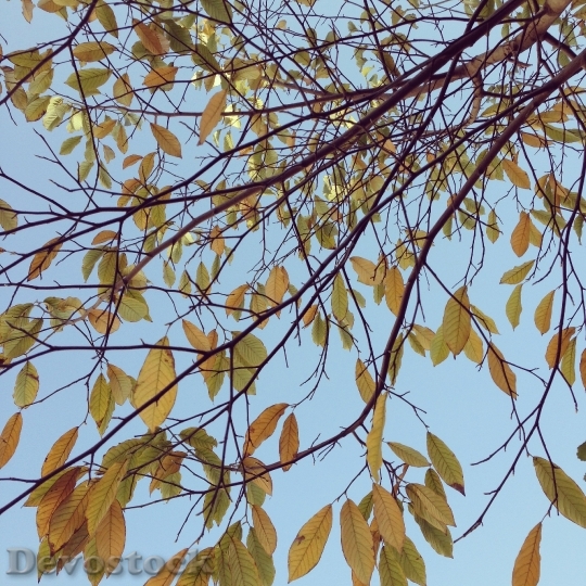 Devostock Red Leaves Autumn Blue