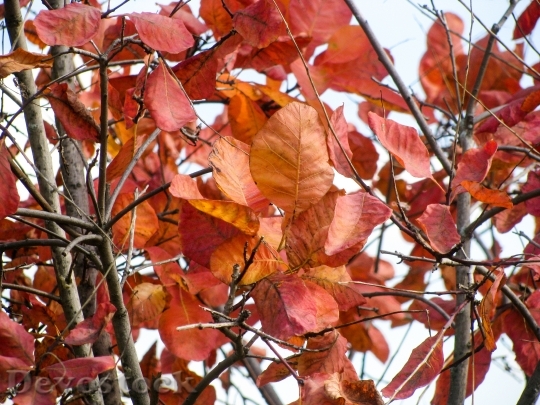 Devostock Red Leaves Autumn Branches