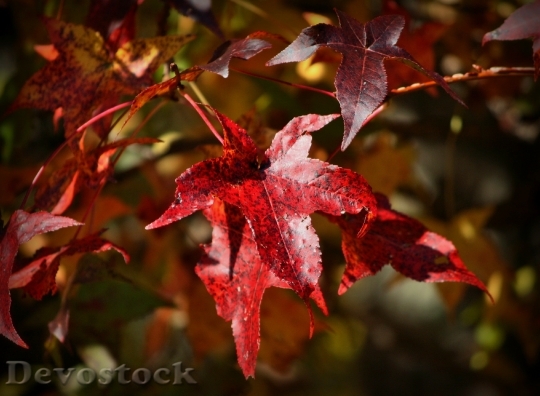 Devostock Red Leaves Burgandy Maple