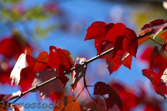 Devostock Red Leaves Fall Leaf
