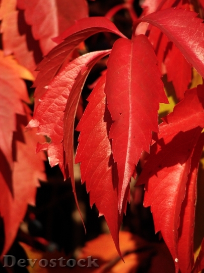 Devostock Red Leaves Leaves Ivy