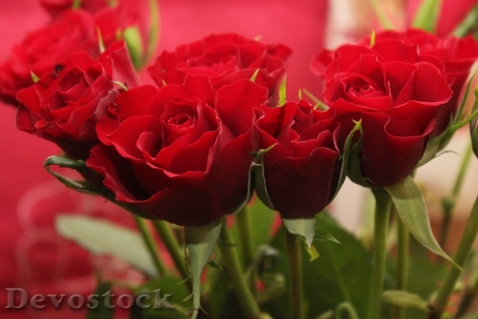 Devostock Red Love Flowers 458