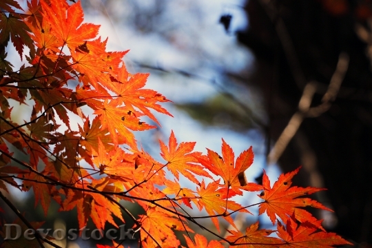 Devostock Red Maple Leaf Autumn