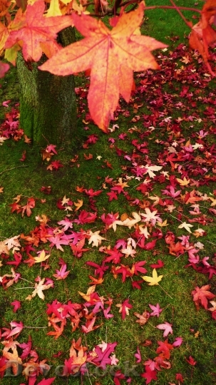 Devostock Red Orange Leaves Tree
