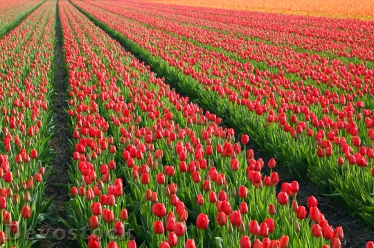 Devostock Red Orange Tulip Fields