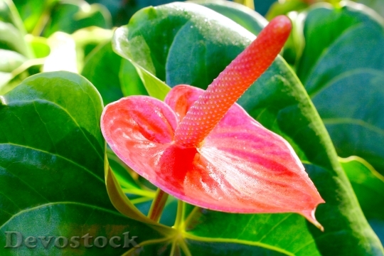 Devostock Red Peace Lily Flower