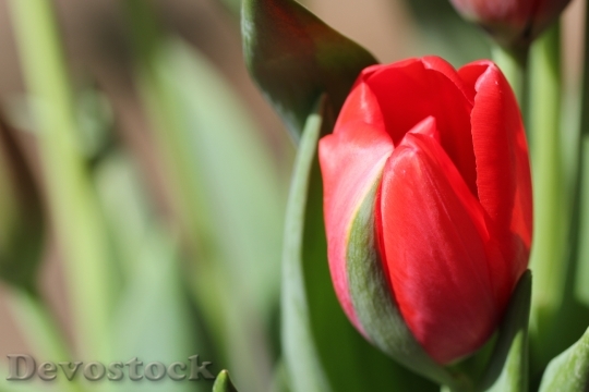 Devostock Red Tulip Flowers Woman