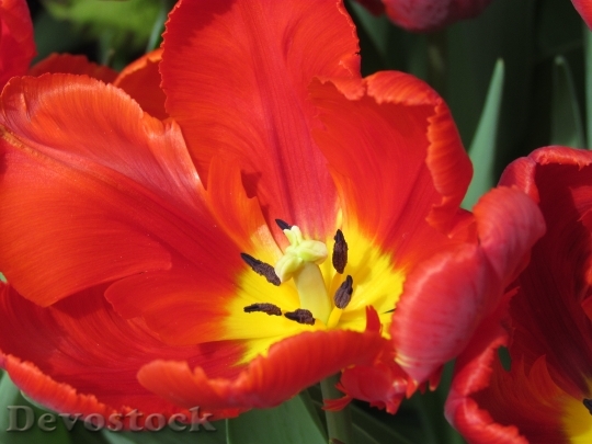 Devostock Red Tulip Tulip Show