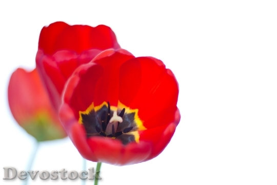 Devostock Red Tulips Flower Florist 0