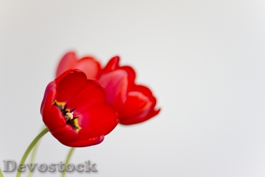Devostock Red Tulips Flower Florist