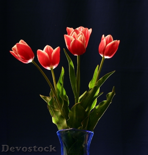Devostock Red Tulips Still Life
