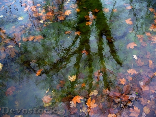 Devostock Reflections Tree Water Pond