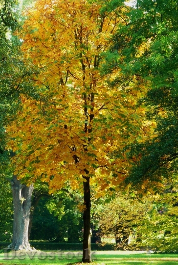 Devostock Road Aesthetic Trees Leaves