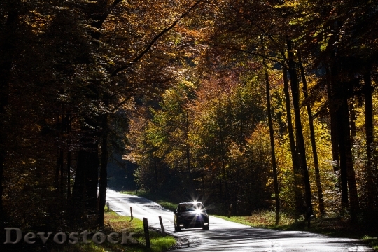 Devostock Road Auto Forest Autumn