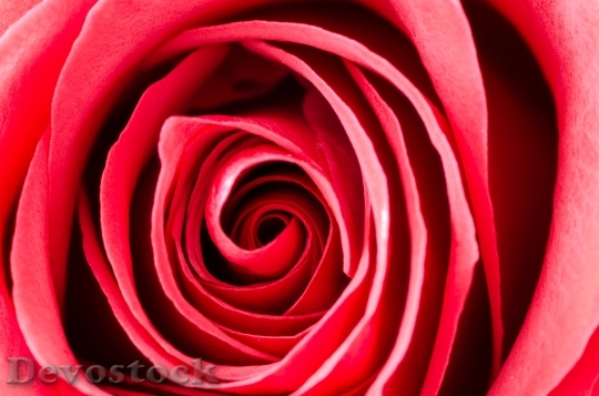 Devostock Romantic Petals Blur 6355