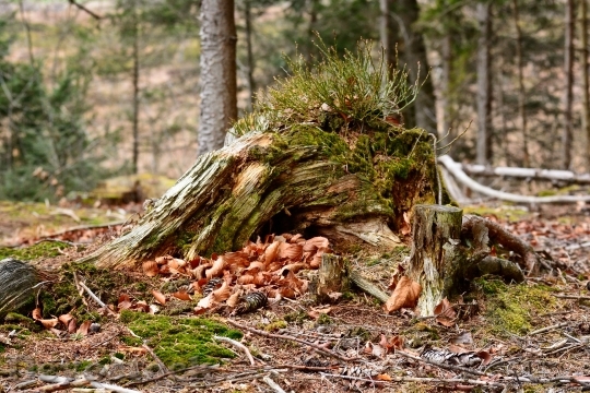 Devostock Root Autumn Nature Forest